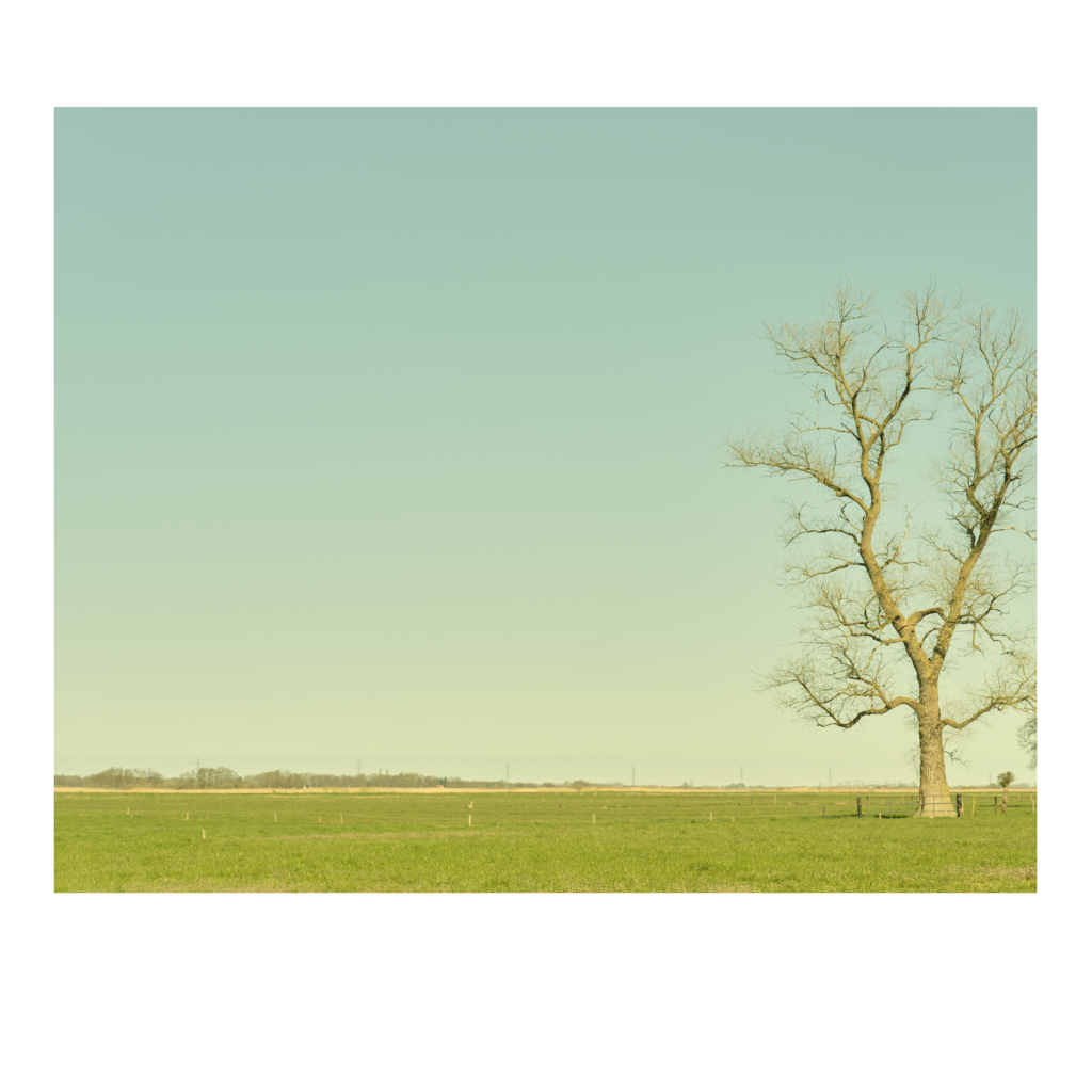 Minimalisme in Groningen boom in leeg landschap